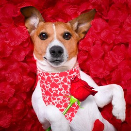 4 Pack Valentine's Day Dog Bandana Triangle Dog Scarf Red Pink Heart Design Valentine Pet Bandana for Small Medium Dogs Pets
