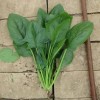 7g/1000pcs Spinach seeds for Four Seasons Planting, 大叶菠菜种子