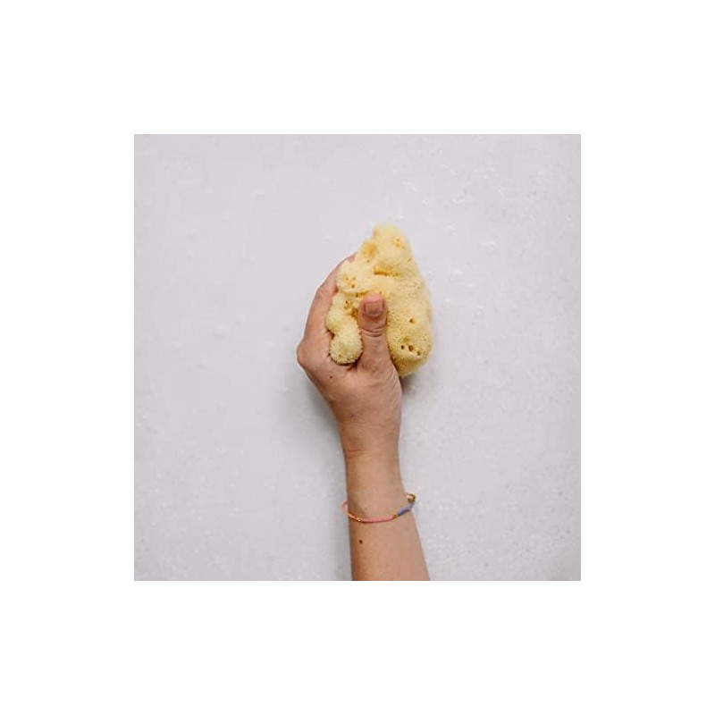 Esponja natural del mar – Croll & Denecke