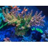 Perfect Corals Complete Trace System - 4 part - 1000