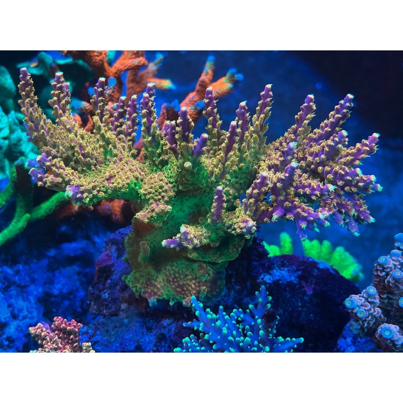 Perfect Corals Complete Trace System - 4 part - 1000