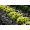 Lime Glow Juniper | 1 Live 4 Inch Pot |
