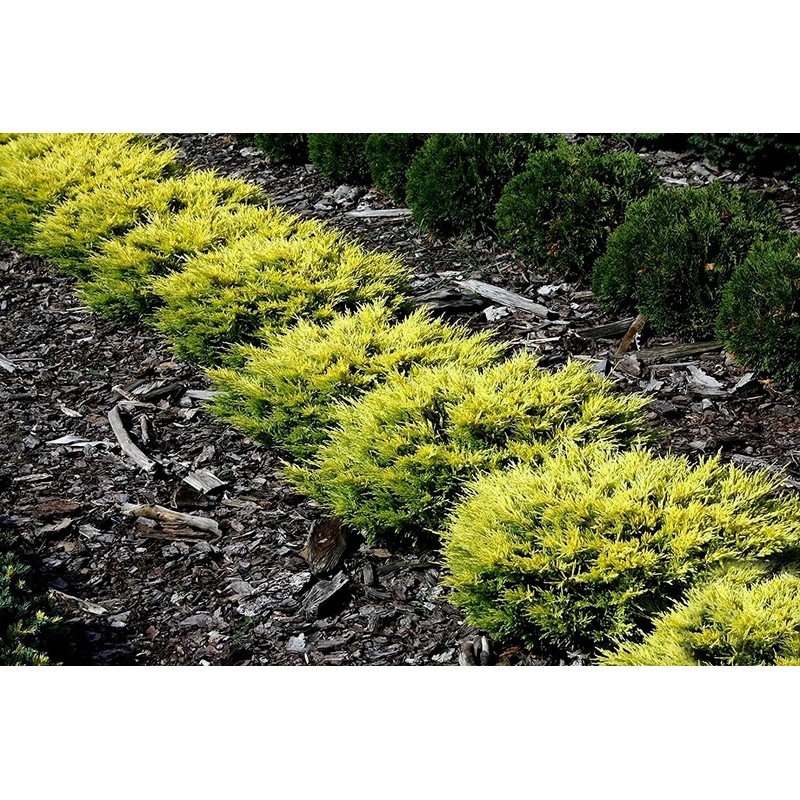 Lime Glow Juniper | 1 Live 4 Inch Pot |