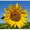 Buy Rare Seeds Helianthus annuus | Common Sunflower | 50_Seeds