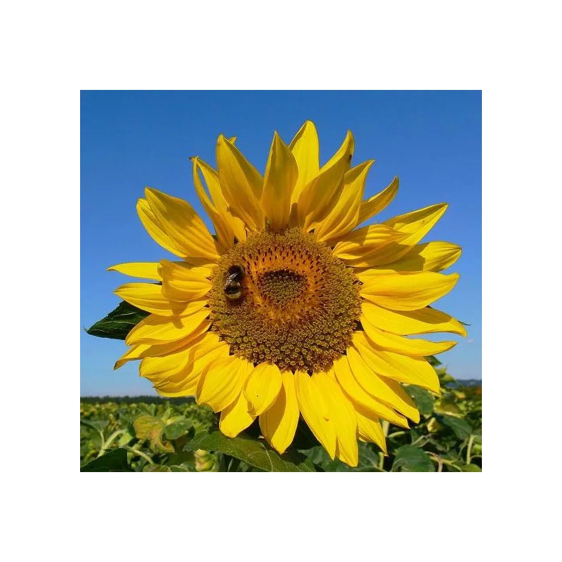 Buy Rare Seeds Helianthus annuus | Common Sunflower | 50_Seeds