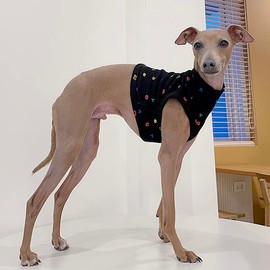 Itagre Clothes Alphabet Cropped Tops Short T Shirt Small Dogs Medium Dogs Spring Summer Clothes doggystar (XL, Black)