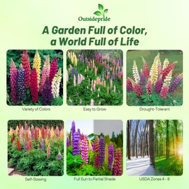 Outsidepride Mixed Russells Lupine Seeds - 500 Pcs Perennial, Self-Sowing, Cold Hardy & Frost Tolerant Wildflower Seeds for Fall Planting, Ideal for Attracting Pollinators & Hummingbirds