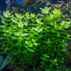 Live Moneywort Aquarium Oxygenating Aquatic Plant - Buy 2 Same