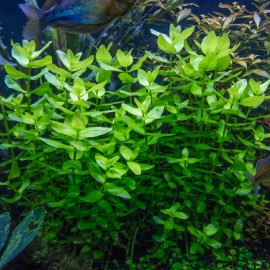 Live Moneywort Aquarium Oxygenating Aquatic Plant - Buy 2 Same Plant Get 1 Free - Bunch