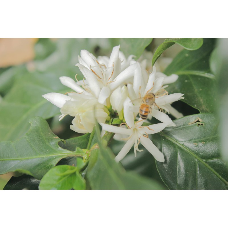 Miel de abeja Chabtic 100% orgánica, Chiapas México - 290g