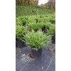 Compact Andorra Juniper, green leafed evergreen in 2 Gallon pot