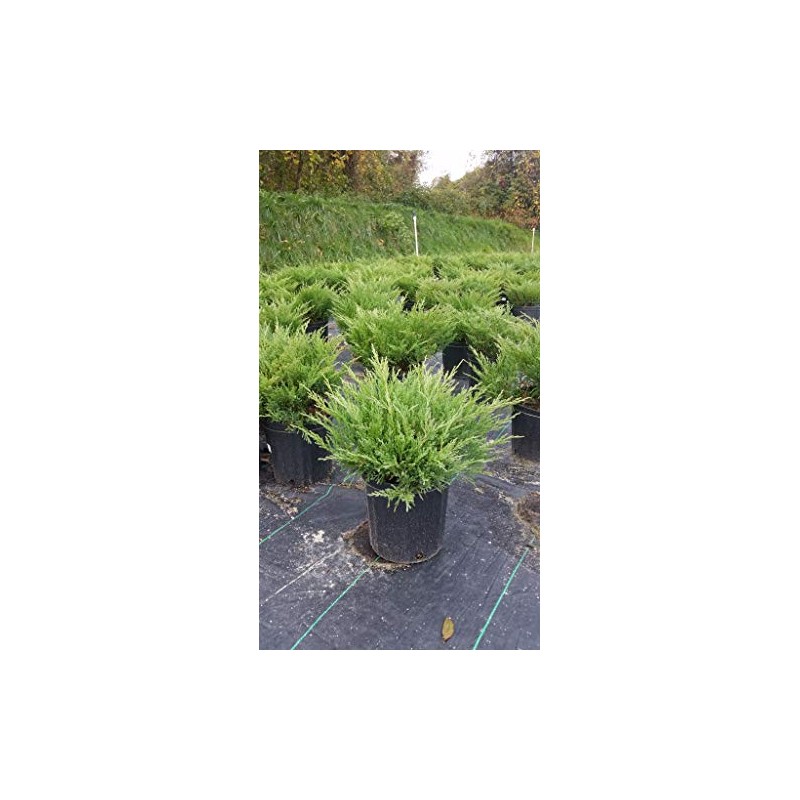 Compact Andorra Juniper, green leafed evergreen in 2 Gallon pot