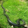Yoogeer 47 Inches Rubber Lifelike Snakes Scary Gag Gift Incredible