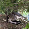 Bird Feeder for Garden - House-Shaped Bird Feeder Squirrel Proof