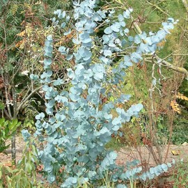 CHUXAY GARDEN 2500 Seeds Eucalyptus Gunnii,Cider Gum,Cider Tree,Tasmanian Cider Tree Striking Landscaping Plant Excellent Addition to Garden Spectacular Display