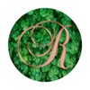 R Pink Clover Shamrock 4 Leaf Plant Initial Monogram Letter
