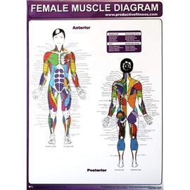 Productive Fitness Poster Series Female Muscle Diagrams Non Laminated
