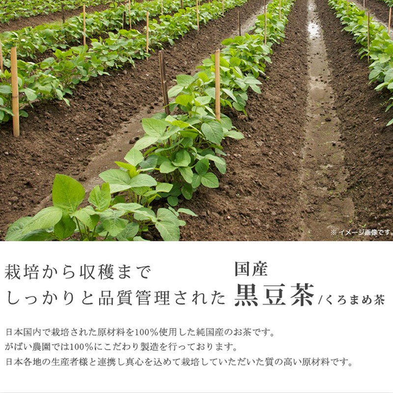 Gabai Farm Black Bean Tea Made in Japan, 0.2 oz