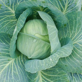 Cabbage Seeds - Late Flat Dutch - 1 Oz ~6,500 Seeds - Non-GMO, Heirloom - Microgreens, Vegetable Garden