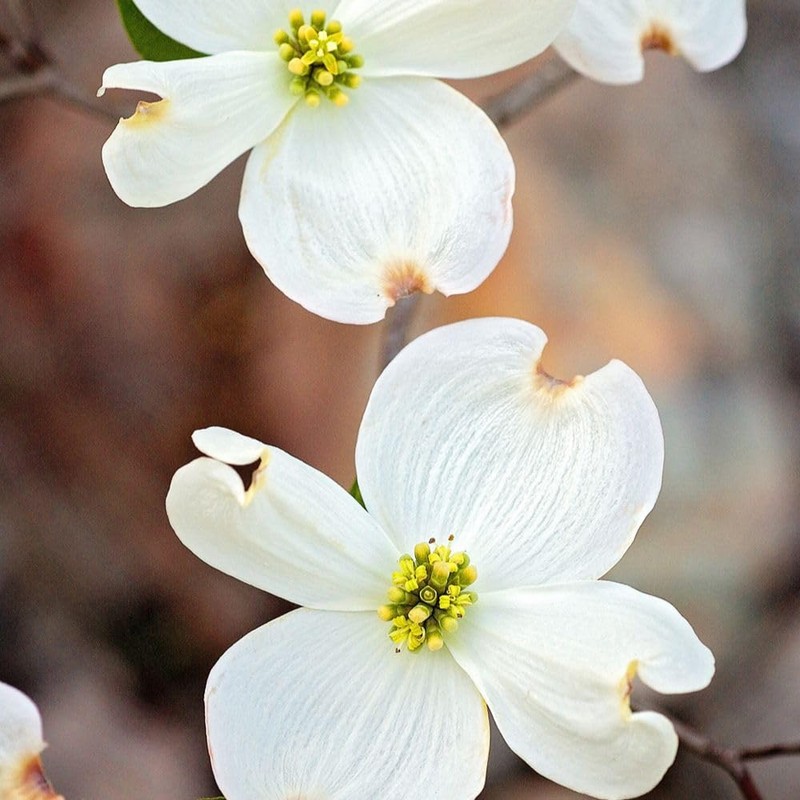 Generic The White Dogwood Tree, White Flowering, Charcoal Bark, Fruit