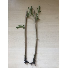 Goji Berry Plant Rooted Goji Berry 2 Fresh Cutting Bare Root Live Plant Ready To Plant