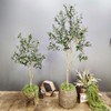 Artificial Olive Tree,Artificial Tree,Silk Tree,Artificial Silk Plant,Artificial Olive Tree 6