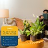 Costa Farms Live Indoor Plant Bundle in Plastic Pots, Easy