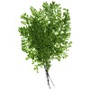 Earth Farms Preserved aziantamuru-si- Fresh Green do003750 – 731