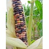 J&L Gardens Mandan Bride - Early and spectacular Native corn