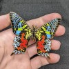 Anima Madagascan Sunset Moth Enamel Pin - Butterfly/Inse