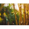 Golden Goddess Hedge Bamboo Plant | 3 Extra Large 3