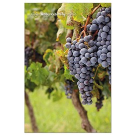 Tree-Free Greetings Boxed Set ECOnotes- Blank Stationary Notecards with Envelopes, 4" x 6", Photographic Grapes Wine Vineyard, Set of 12 (FS56366)