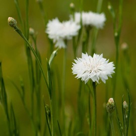 Outsidepride 2000 Seeds White Cornflower Bachelor's Button Dwarf Garden Flower Seeds for Planting