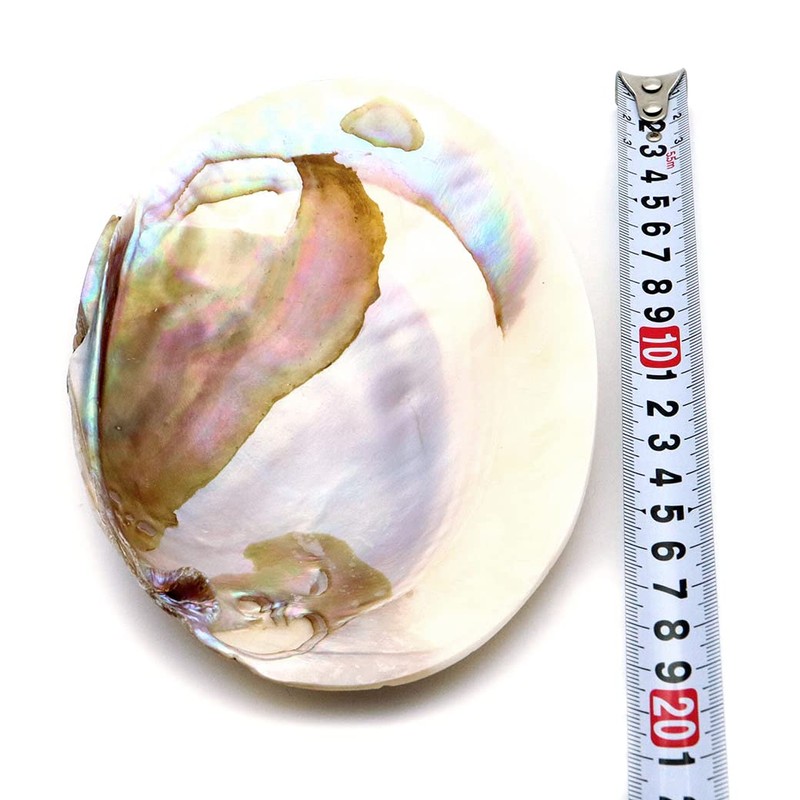 Pearl Shell Purifying Dish, Sold as 1 Pan, Trinket Box,