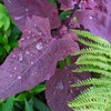 Outsidepride Orach - 1000 Seeds