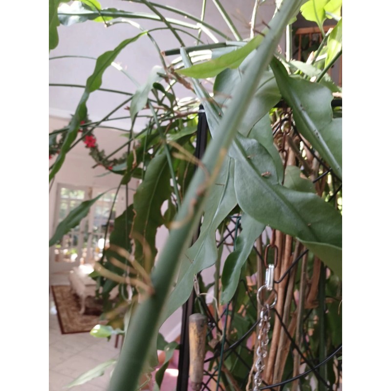 exotic 4 CLIPPINGS-Epiphyllum oxipetalum 'Queen of the Night' - 8"