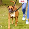 Company of Animals HALTI Optifit Headcollar Size Medium, Dog Head