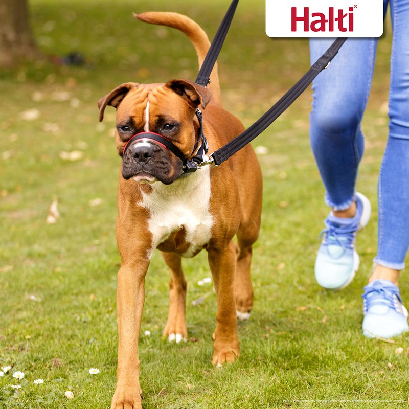 Company of Animals HALTI Optifit Headcollar Size Medium, Dog Head
