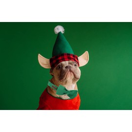 Lionheart glory Dog Collar, Corduroy Dog Collar with Bow, Pet Soft and Comfy Bow tie Collar Adjustable Dog Collar for Small Medium Large Dogs