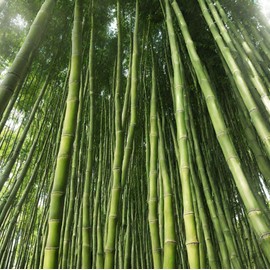 Giant Timber Bamboo Seeds for Planting Exotic and Fast Growing Indoor or Outdoor (Giant Bamboo) -100+ Seeds