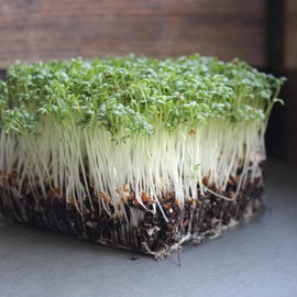 Curled Cress Seeds: 1 Lb - Non-GMO Sprouting Seeds for Growing Micro Greens, Gardening Baby Salad Greens, More