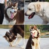 Yorakudo Dog Collar, Chain Collar, Training, For Medium and Large
