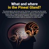 Kailash Herbals Pineal Gland Activation Supplement - Supports Decalcificatio