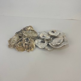 SINKOO Oyster Shells, 3" - 4" inch Oyster Shells for Crafts, Bulk Oyster Shells, Nautical Decor Vase Filler, Oyster Shells for Crafting, DIY Arts and Crafts