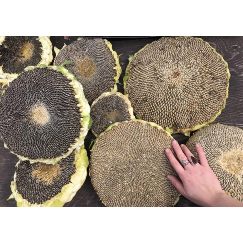 Aspetuck Growers MAMMOTH GREY STRIPE - MASSIVE SUNFLOWER - TALL