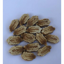 BitterMelon Seeds 15 Fresh Harvested U.S. Seller
