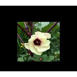 Red Burgundy Okra 10 - 8000 Seeds Heirloom Rare Delicious Beautiful Color Unique (50)