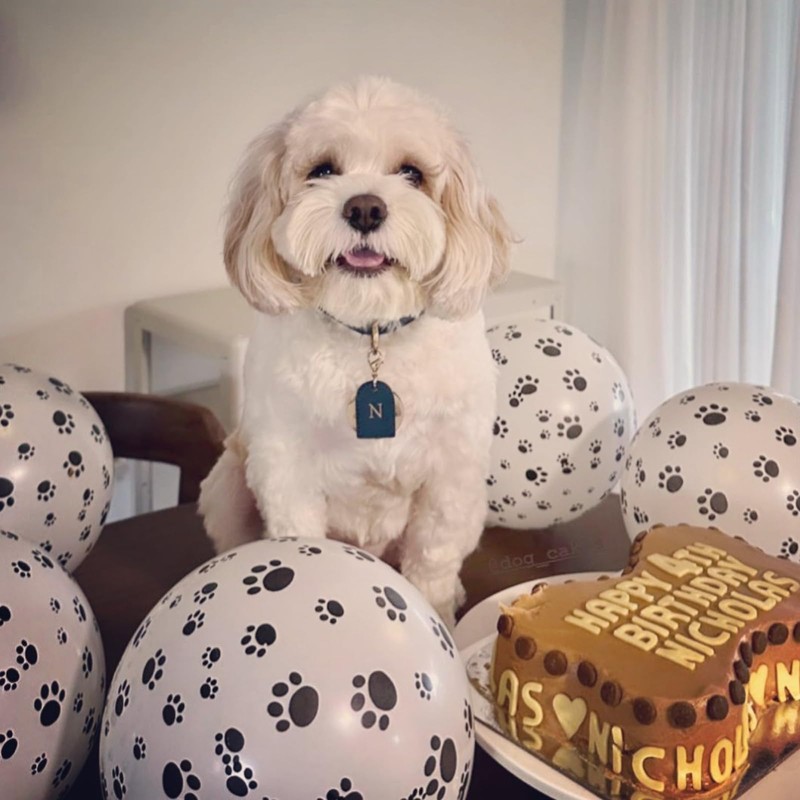 Dog Paw Balloons, 12 Inch Royal Blue Red and Yellow