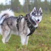 Timos Dog Harness,NO Need Go Over Dogs Head 3 Snap