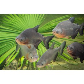 Aquatic Foods Inc. 7.5mm - 45% Protein Premium Floating Cichlid Pellets, Premium Pellets for All Tropical Fish, Koi and Pond Fish - 1/2 lb